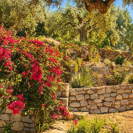 Sea View And Olive Trees Апартаменты