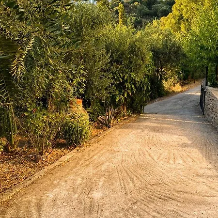 Sea View And Olive Trees *